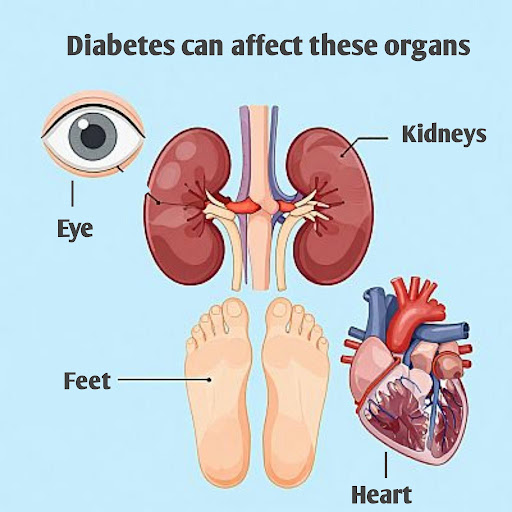 An illustration of the body organs affected by uncontrolled diabetes – eyes, kidneys, feet, and heart